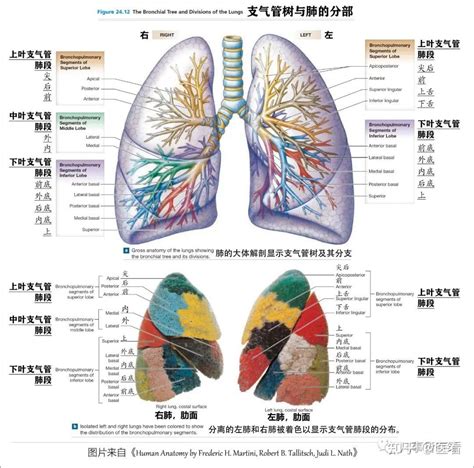 三胸二塞一氣傷|胸外科學/胸部創傷